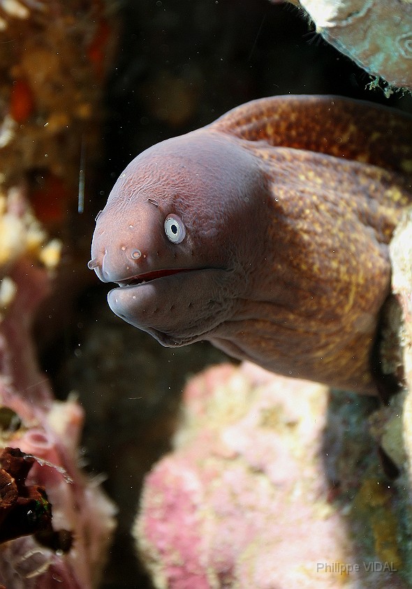 Thailand 2015 - Ko Tao - Murene a oeil blanc - Siderea thysoidea _IMG_3561_rc.jpg